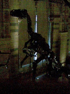 Dino Skeleton
