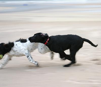 Downhill Beach 5 - Two doggies